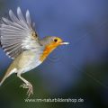 Rotkehlchen (Erithacus rubecula) fliegt Kokosnuss an
