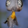 Rotkehlchen (Erithacus rubecula) fliegt Kokosnuss an