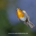 Rotkehlchen (Erithacus rubecula) fliegt Kokosnuss an