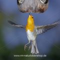 Rotkehlchen (Erithacus rubecula) fliegt Kokosnuss an