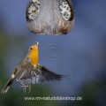Rotkehlchen (Erithacus rubecula) fliegt Kokosnuss an