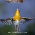 Rotkehlchen (Erithacus rubecula) fliegt Kokosnuss an