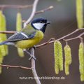 Kohlmeise (parus major)