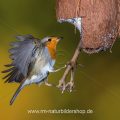 Rotkehlchen (Erithacus rubecula) fliegt Kokosnuss an