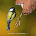 Kohlmeise (parus major)
