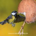 Kohlmeise (parus major)