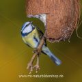 Blaumeise (Cyanistes caeruleus)