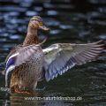 Stockente (Anas platyrhynchos) Weibchen badend