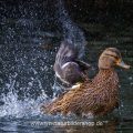 Stockente (Anas platyrhynchos) Weibchen badend