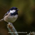 Tannenmeise (Periparus ater)