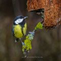 Kohlmeise (parus major)