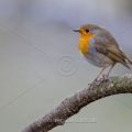 Rotkehlchen (Erithacus rubecula)