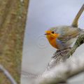 Rotkehlchen (Erithacus rubecula)