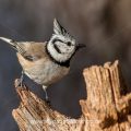 Haubenmeise (Lophophanes cristatus)