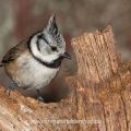 Haubenmeise (Lophophanes cristatus)