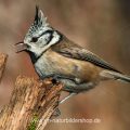 Haubenmeise (Lophophanes cristatus)