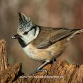 Haubenmeise (Lophophanes cristatus)