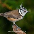 Haubenmeise (Lophophanes cristatus)