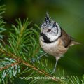Haubenmeise (Lophophanes cristatus)