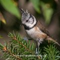 Haubenmeise (Lophophanes cristatus)