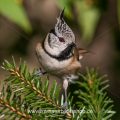 Haubenmeise (Lophophanes cristatus)