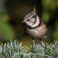 Haubenmeise (Lophophanes cristatus)