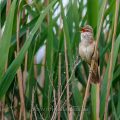 Drosselrohrsänger (Acrocephalus arundinaceus)