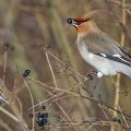 Seidenschwanz (Bombycilla garrulus)