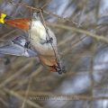 Seidenschwanz (Bombycilla garrulus)