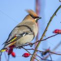 Seidenschwanz (Bombycilla garrulus)