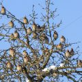 Seidenschwänze (Bombycilla garrulus)