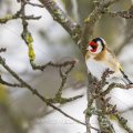 Stieglitz (Carduelis carduelis)