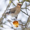 Seidenschwanz (Bombycilla garrulus)