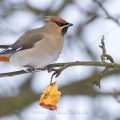 Seidenschwanz (Bombycilla garrulus)