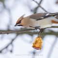 Seidenschwanz (Bombycilla garrulus)