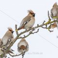 Seidenschwanz (Bombycilla garrulus)