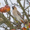 Seidenschwanz (Bombycilla garrulus)