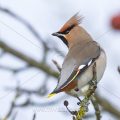 Seidenschwanz (Bombycilla garrulus)