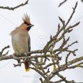 Seidenschwanz (Bombycilla garrulus)