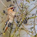 Seidenschwanz (Bombycilla garrulus)