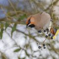 Seidenschwanz (Bombycilla garrulus)