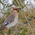 Seidenschwanz (Bombycilla garrulus)