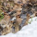Seidenschwänze (Bombycilla garrulus)