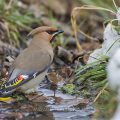 Seidenschwänze (Bombycilla garrulus)