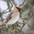Seidenschwanz (Bombycilla garrulus)