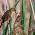Teichrohrsänger (Acrocephalus scirpaceus)