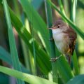 Teichrohrsänger (Acrocephalus scirpaceus)