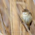 Teichrohrsänger (Acrocephalus scirpaceus)