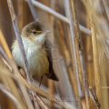 Teichrohrsänger (Acrocephalus scirpaceus)