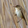 Teichrohrsänger (Acrocephalus scirpaceus)